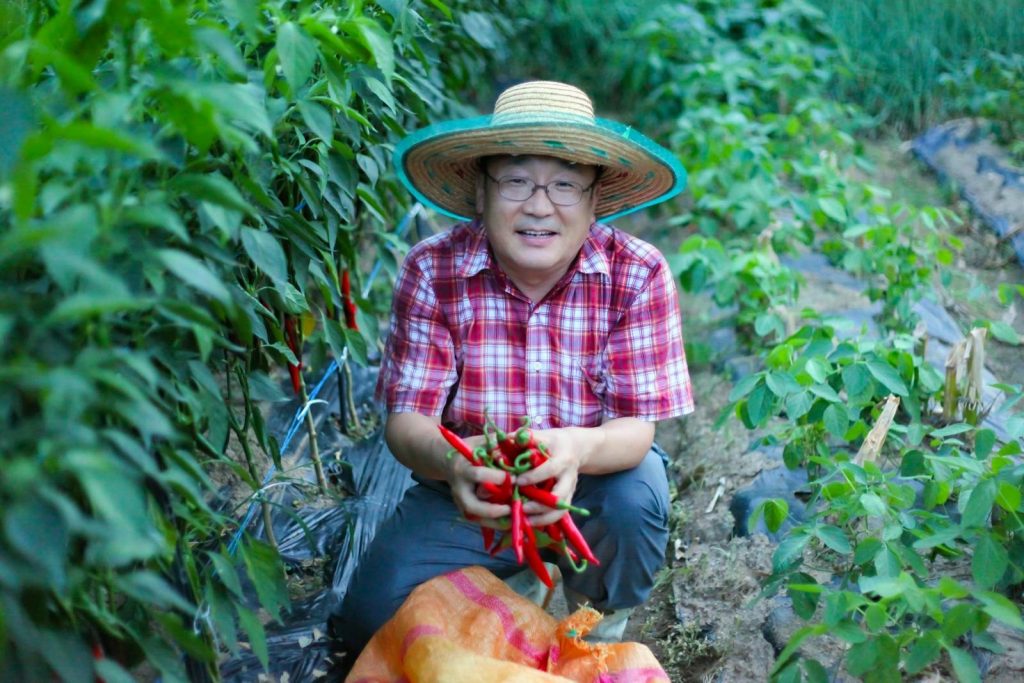 Smiling Asian man in a checkered shirt harvesting red chili peppers in a vegetable garden.